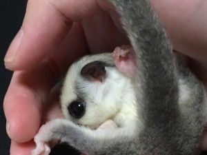 ホワイトフェイス