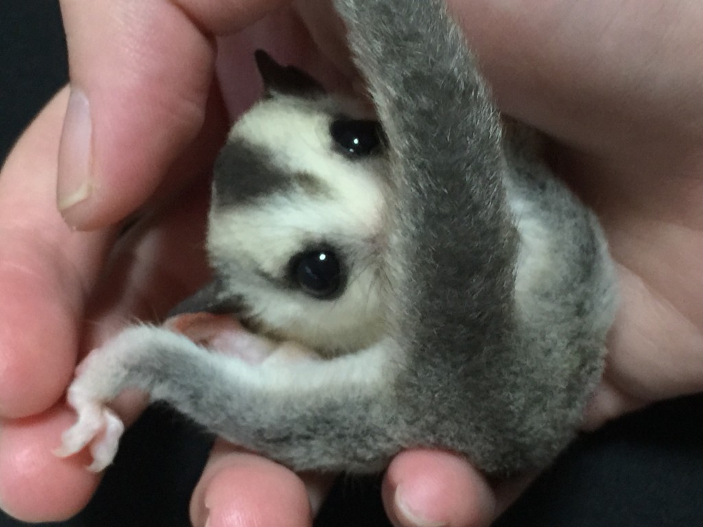 フクロモモンガのベビー