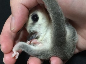 ＷＦ/ルビーレイ