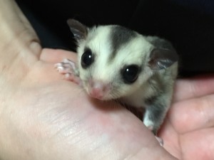 フクモモのホワイトフェイス