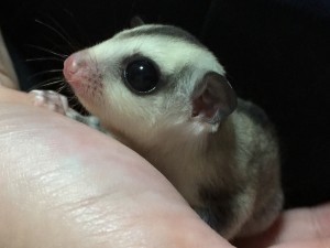 ホワイトフェイスの横顔