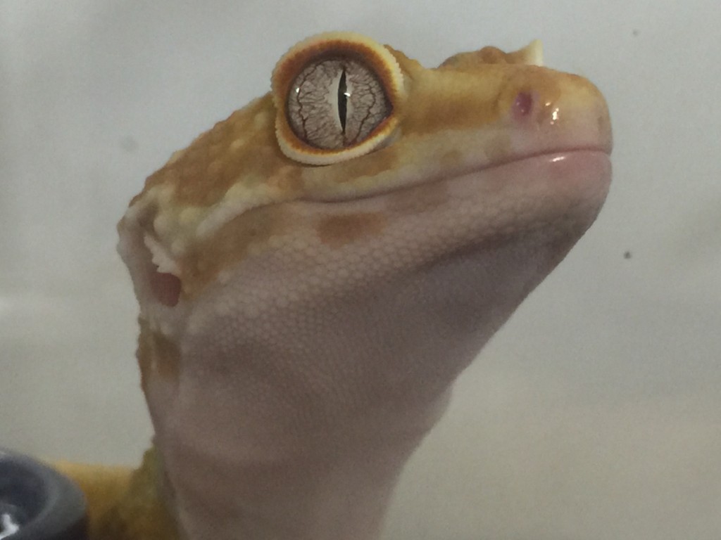 トレンパーアルビノ