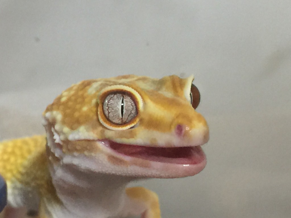 レオパの舌なめずり