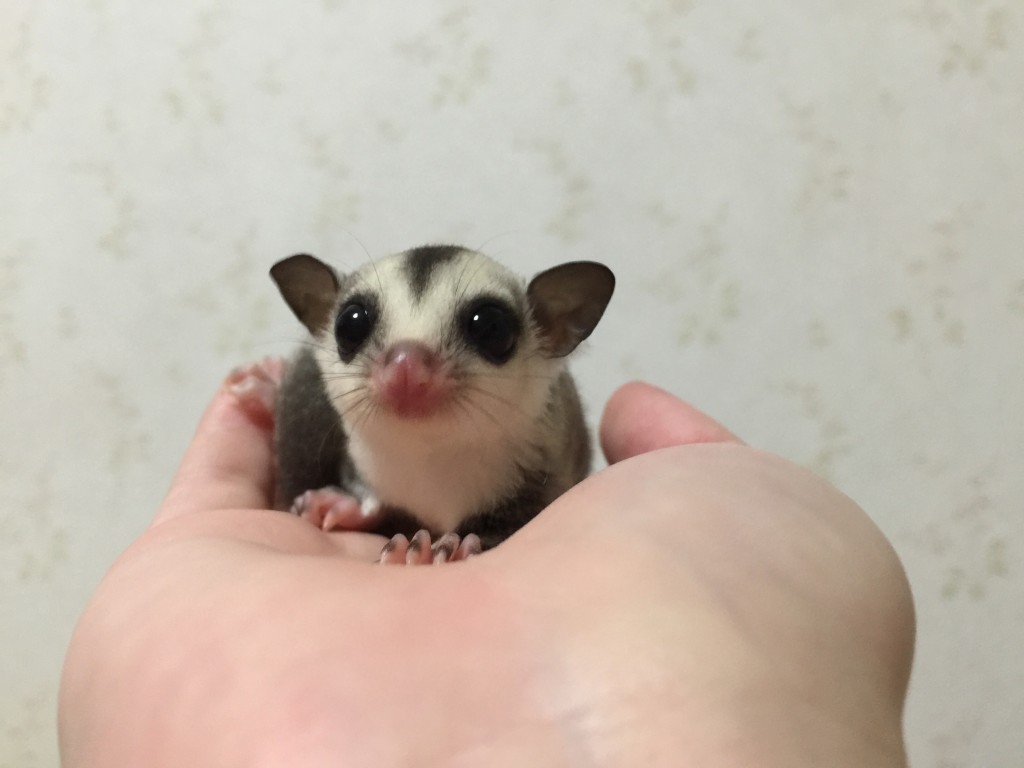 ホワイトフェイス フクロモモンガ