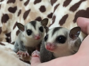 フクモモの双子