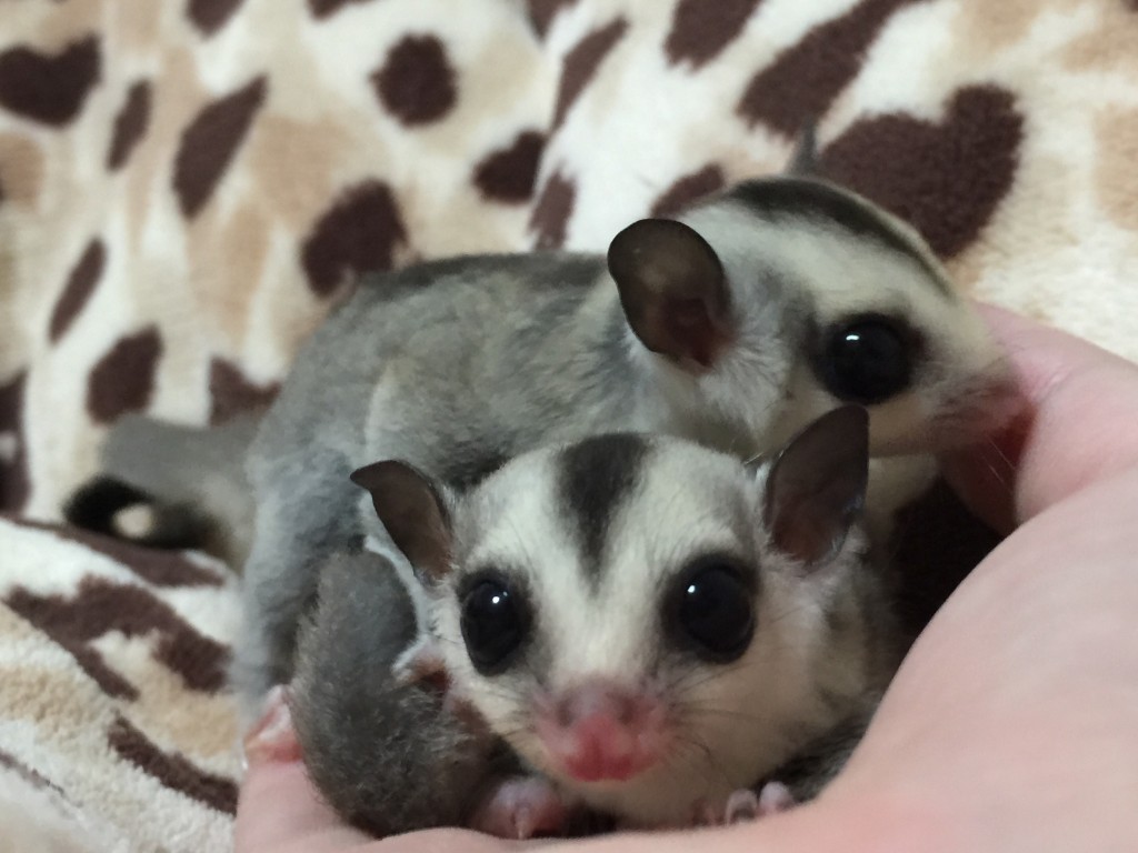 ホワイトフェイスヘテロクリミノ・リューシ