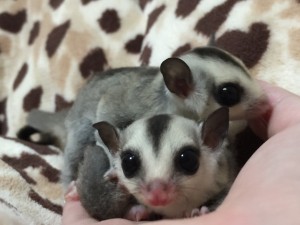 ホワイトフェイスヘテロクリミノ・リューシ