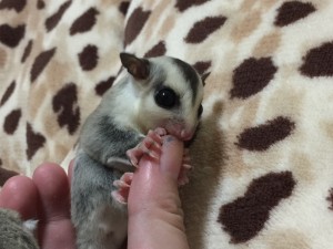 ホワイトフェイス♀