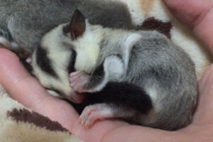 ホワイトフェイス♂