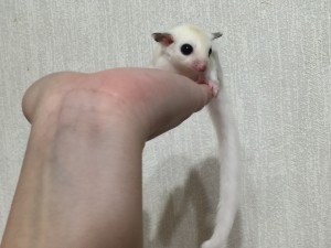 手に乗るフクロモモンガ