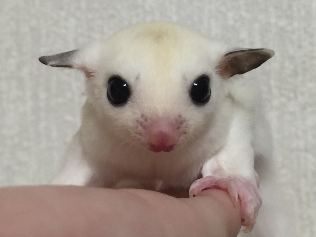 フクロモモンガ モザイク