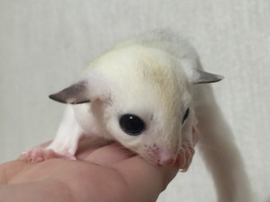 フクモモベビー