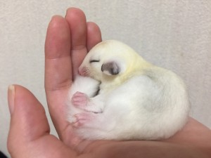 眠るモザイクの男の子