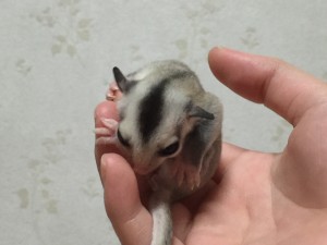 フクモモ ベビー