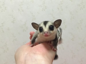 ホワイトフェイス