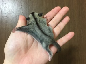 クラシック・グレー