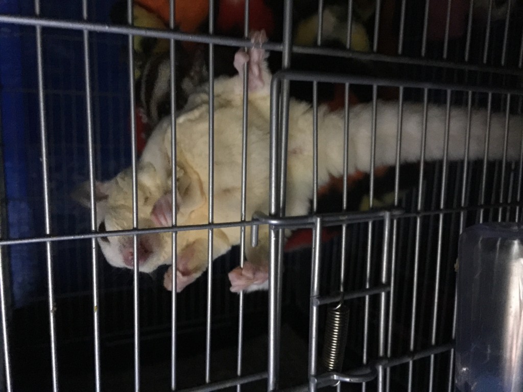 モザイク・クリミノ