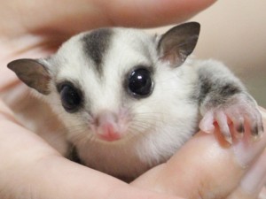 フクモモベビー