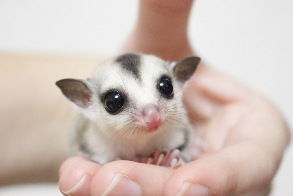 ホワイトフェイス