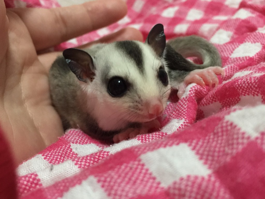 ホワイトフェイス