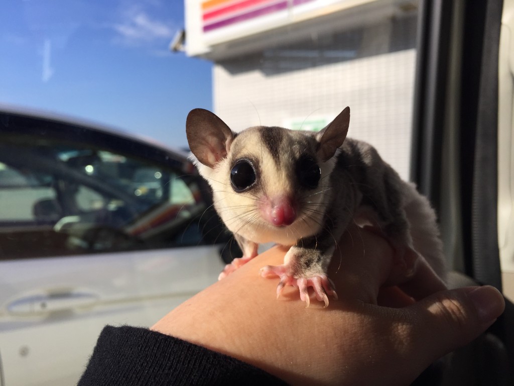 ホワイトフェイス