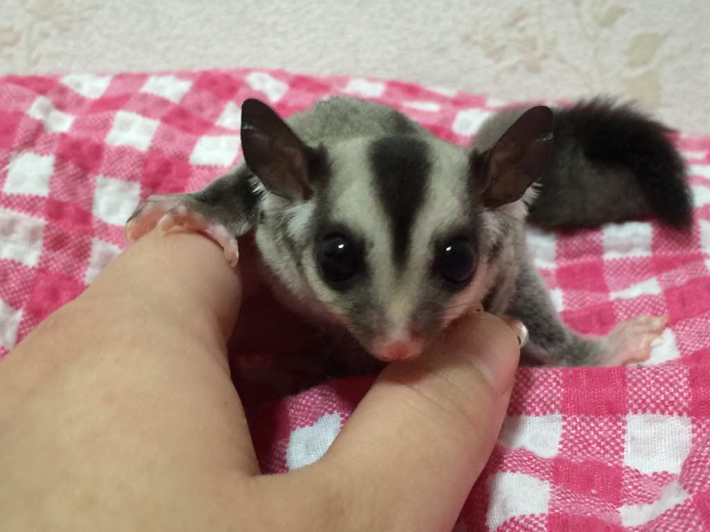 フクロモモンガ