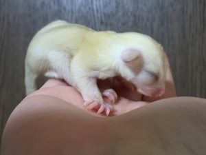 クリミノの横顔