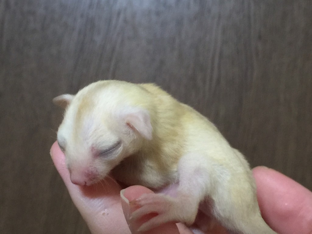 フクロモモンガ クリミノ