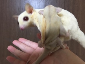 ルビーレイとクリミノ