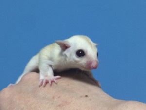 フクロモモンガ クリミノ