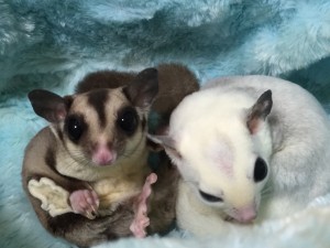 フクロモモンガ