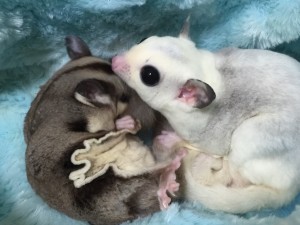 クラシックとモザイク