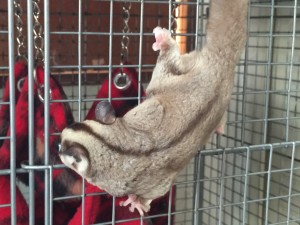 フクロモモンガ クラシック