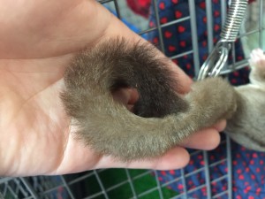 フクロモモンガの尻尾