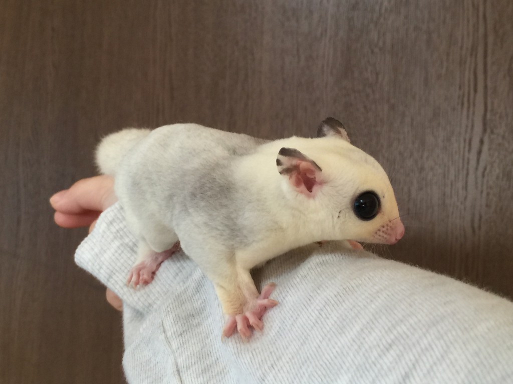 フクロモモンガ モザイク