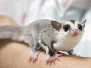 フクモモベビー