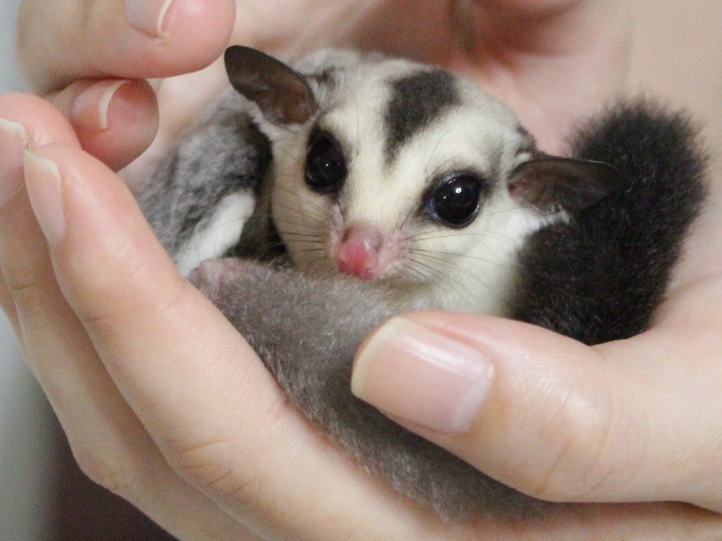 ホワイトフェイス