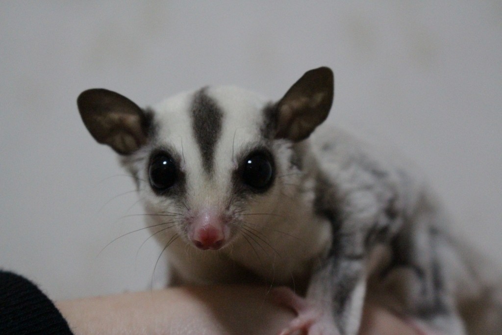 フクロモモンガ プラチナリューシ