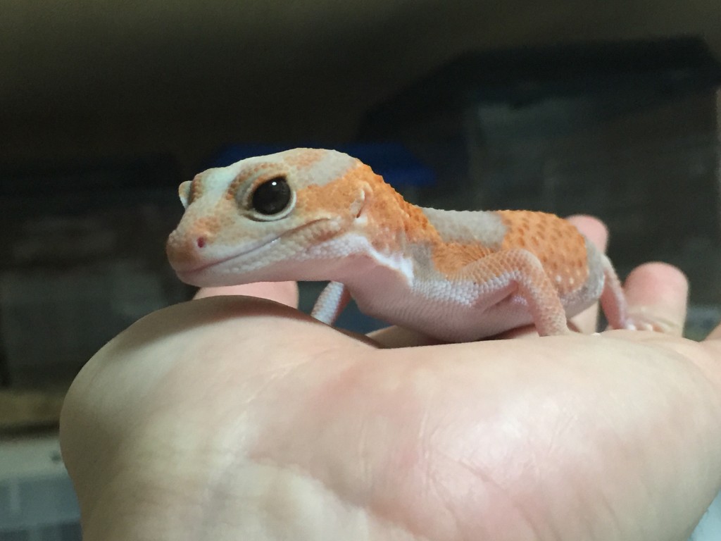 ニシアフリカトカゲモドキ アルビノ