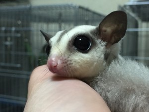 プラチナリューシフクロモモンガ