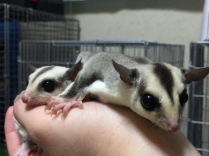 フクロモモンガ