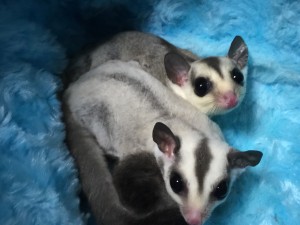 フクロモモンガの女の子