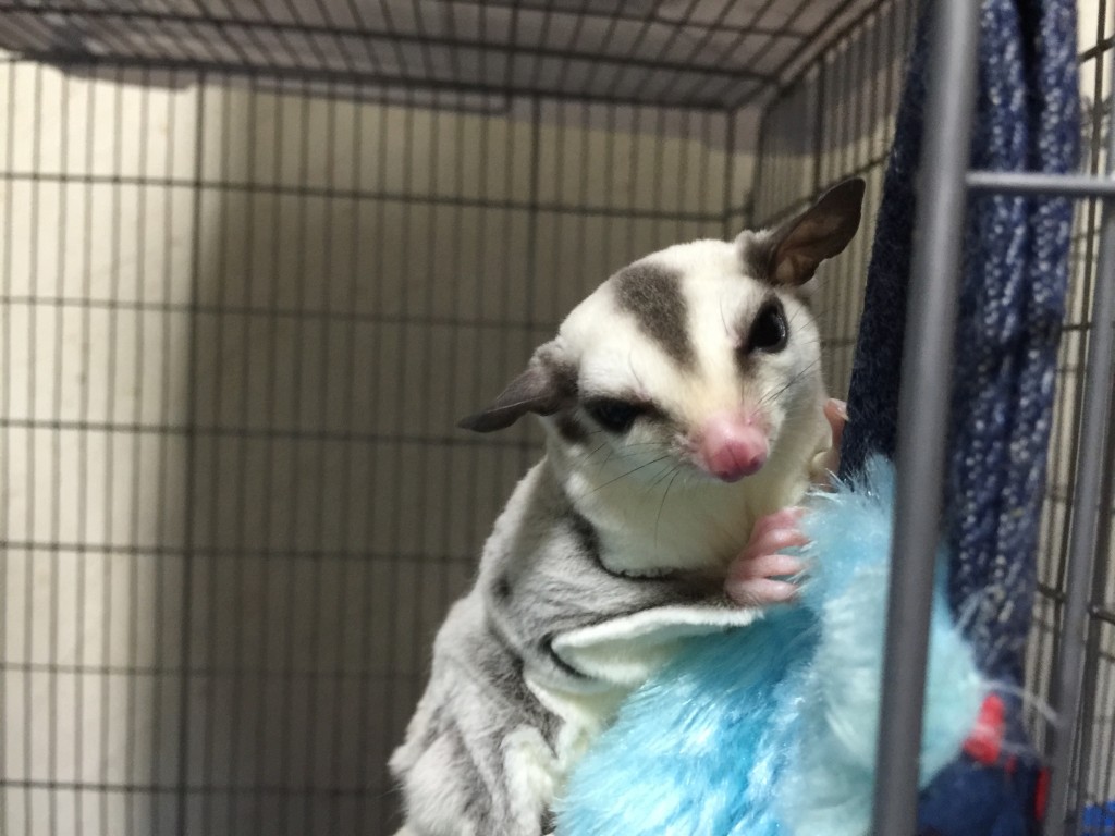 フクロモモンガ プラチナリューシ