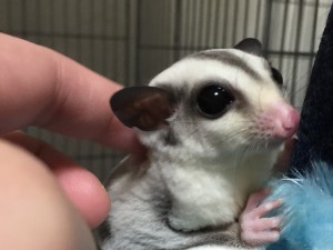 フクロモモンガをなでる