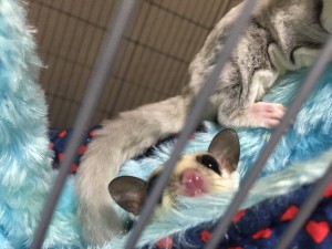 ホワイトフェイス