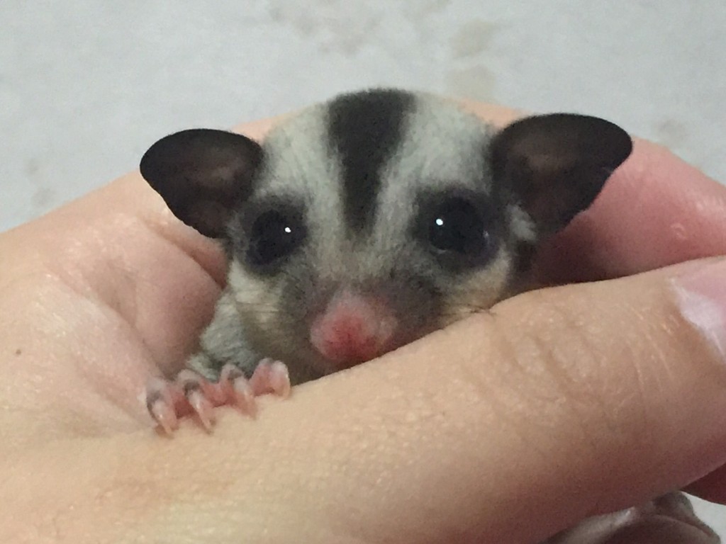 フクロモモンガのクラシック