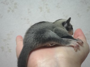 クラシック%ヘテロリューシスティック・%ポッシブルヘテロアルビノ