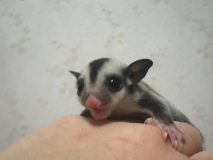 フクモモベビーの鳴き姿