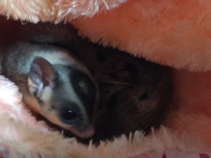 モザイクとクラシック