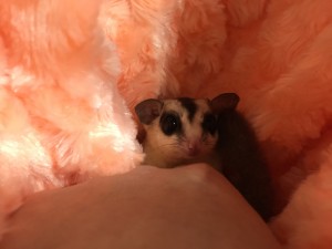 フクロモモンガ ホワイトフェイス